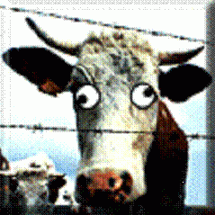 MadCowTransport