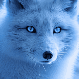ArcticFoxCZ