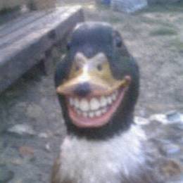 User