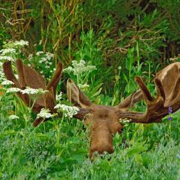 Anonymoose_Moose