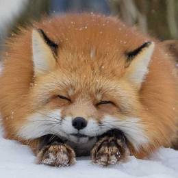 FoxzeraS2