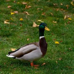 Duck.Duck.Duck
