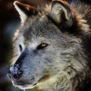 Greywolf0265