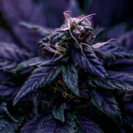 DieKampfGurke's avatar