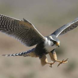 Falcondep