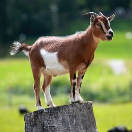 _simlam_02