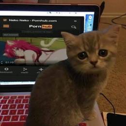 Kitku_kociak