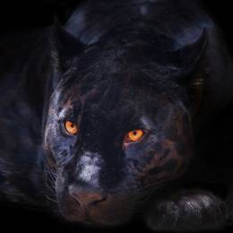 Panther03