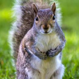 GaminSquirrel