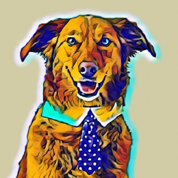 Identified_K9