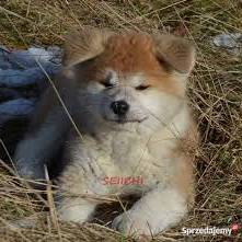 Wabiik