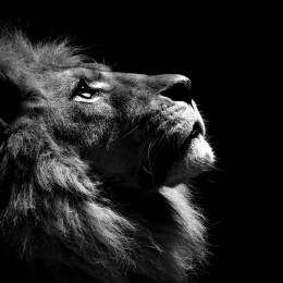 Lion Sri