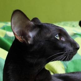 midnighte