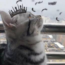 china 猫猫
