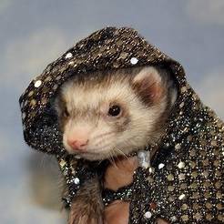 SirFerret