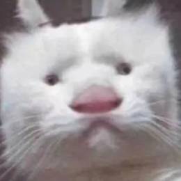 白  给