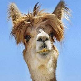 Durumrullendk's avatar