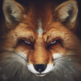 Fox__SK