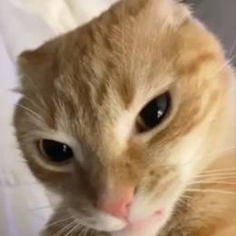 Ninoz_