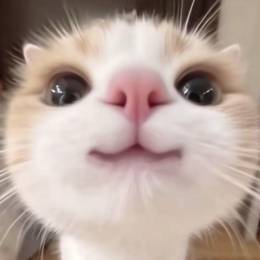 Ocelotek1234POL