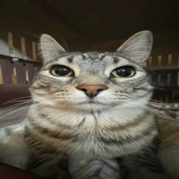 SkoorpiX