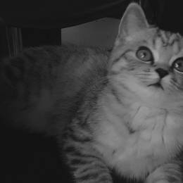 Cheyn