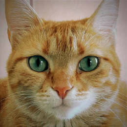 DoganAkdogann