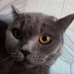 cevekame's avatar