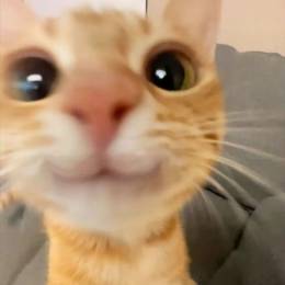 Lordiebot