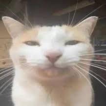 SillyCatSim