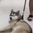 Doggo172