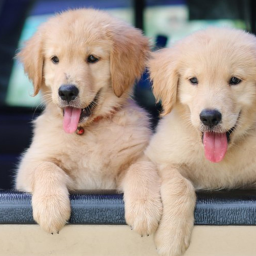 ANKARA GENÇLERBİRLİĞİ