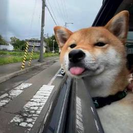冬川十里春