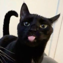 avocaaa_ado