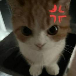 just_tomino's avatar