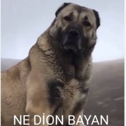 BİR  GENÇLİK  BORÇLUSUN