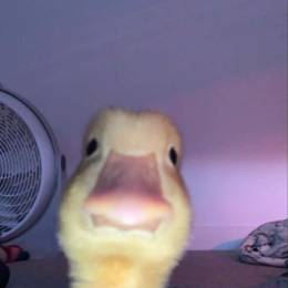 EnteV2's avatar