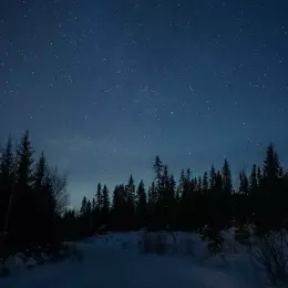 Nightrous