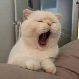 CN丶天琪