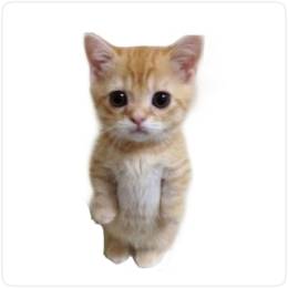 [TPH] SpanishMestizo's avatar