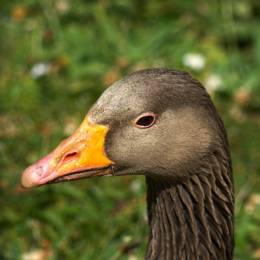 Specialityshipments-Caleb's avatar