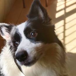 *ACC*  1653   云轩