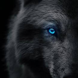 GhostxWolfy