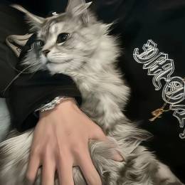 .懒猫.