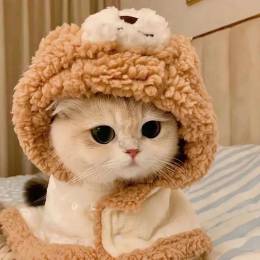 爱睡觉的小猫