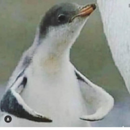 Pingu Trans