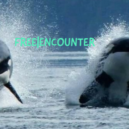 FREE|ENCOUNTER