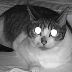 Here is cat