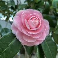 Pink Petals Trucking